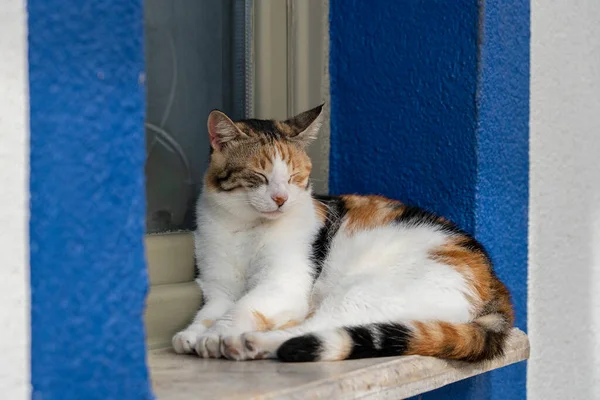 Kot Siedzi Parapecie Pobliżu Morza Kurorcie Bodrum Turcja Zamknij Się — Zdjęcie stockowe
