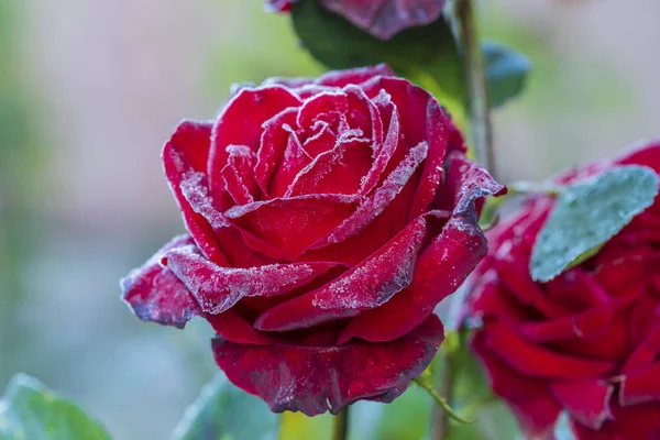 Rosa Rossa Fiore Nel Primo Gelo Vicino Rosa Ricoperta Brina — Foto Stock