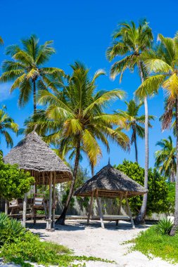 Doğu Afrika, Tanzanya 'daki Zanzibar adasında hindistan cevizi palmiyeleri olan tropik bir sahil. Seyahat ve tatil kavramı