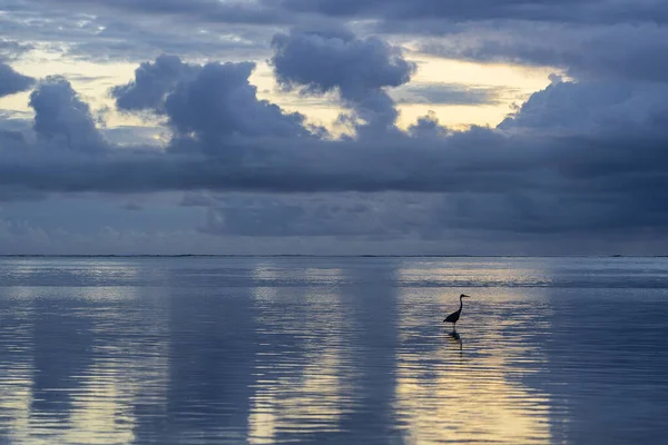 Cloudy Sky Rain Sunrise Sea Water Heron Silhouette Zanzibar Island — Stock Photo, Image