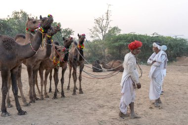 PUSHKAR, INDIA - 15 Kasım 2018: Hindistan 'ın kutsal şehri Pushkar, Rajasthan yakınlarındaki Pushkar Camel Mela sırasında çöldeki Hintli adam. Bu fuar dünyanın en büyük deve ticaret fuarı..
