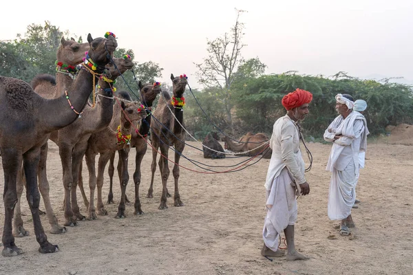 Pushkar India November 2018 Indisk Man Öknen Thar Pushkar Camel — Stockfoto