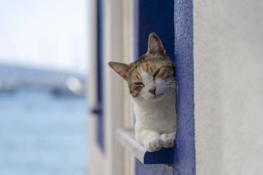Türkiye 'nin Bodrum tatil beldesinde deniz kenarındaki pencere pervazında bir kedi oturuyor. Kapat.