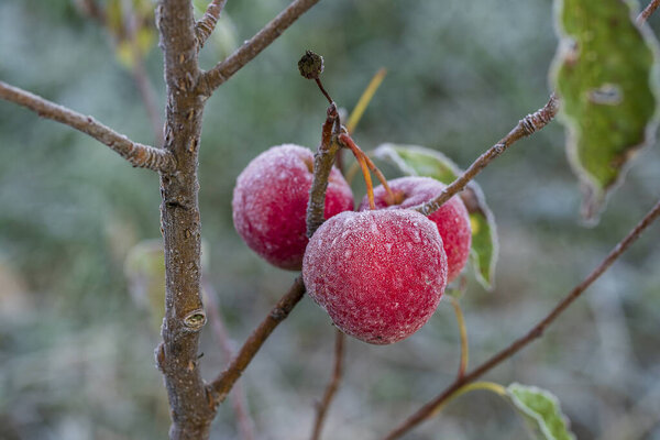 Fresh red apples on tree in the first frost, close up. Red apples with hoarfrost after the first morning frost, Ukraine