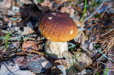 Vahşi ormanda güzel bir boletus edulis mantar pankartı. Sonbahar günü beyaz mantar, yakın çekim. Ukrayna