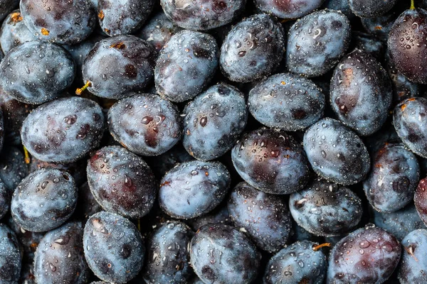 Muita Fruta Fresca Ameixas Azuis Com Gotas Água Fundo Textura — Fotografia de Stock