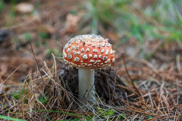 Hermosa Mosca Agárica Bosque Salvaje Champiñón Venenoso Día Otoño Cerca —  Fotos de Stock