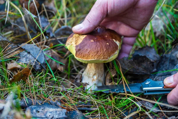 男の手は秋の日に野生の森の中で白いキノコを切り取り 閉じます ウクライナだ 森の中のBoletus Edulis キノコ グルメキノコを見つける — ストック写真