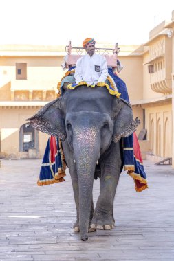 JAIPUR, INDIA - 26 Kasım 2018: Madalyalı filler eski Hindistan 'ın Rajasthan kentindeki Jaipur kentindeki Amber Kalesi' nde turistlere biniyorlar