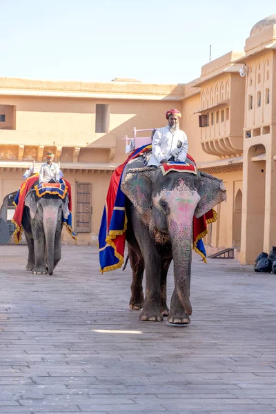 Jaipur Índia Novembro 2018 Elefantes Decorados Montam Turistas Estrada Amber — Fotografia de Stock