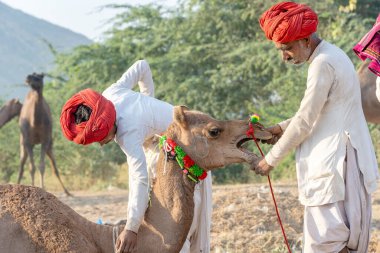 PUSHKAR, INDIA - 14 Kasım 2018: Hindistan 'ın kutsal şehri Pushkar, Rajasthan yakınlarındaki Pushkar Camel Mela sırasında Thar çölünde Hintli erkek ve sürü develeri. Bu fuar dünyanın en büyük deve ticaret fuarı.