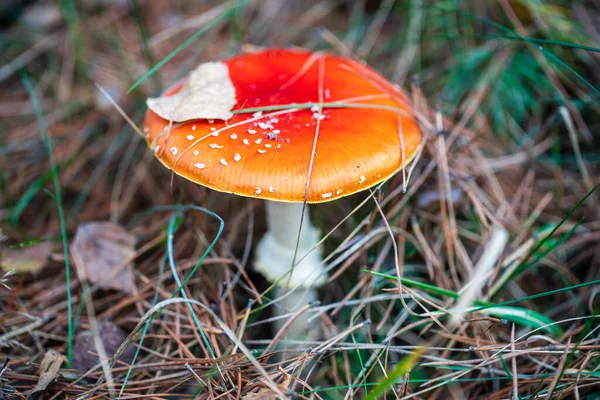 Hermosa Mosca Agárica Bosque Salvaje Champiñón Venenoso Día Otoño Cerca —  Fotos de Stock