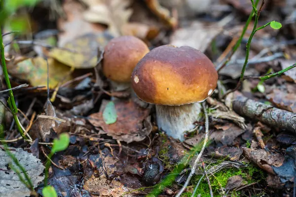 Schöne Steinpilzfahne Wilden Wäldern Weiße Pilze Einem Herbsttag Aus Nächster — Stockfoto