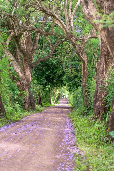 Long Chemin Route Côté Grands Arbres Verts Comme Tunnel Arbres — Photo