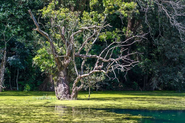 Árboles Tropicales Verdes Lago Con Gansos Tanzania África Oriental —  Fotos de Stock