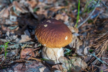 Vahşi ormanda güzel bir boletus edulis mantar pankartı. Sonbahar günü beyaz mantar, yakın çekim. Ukrayna