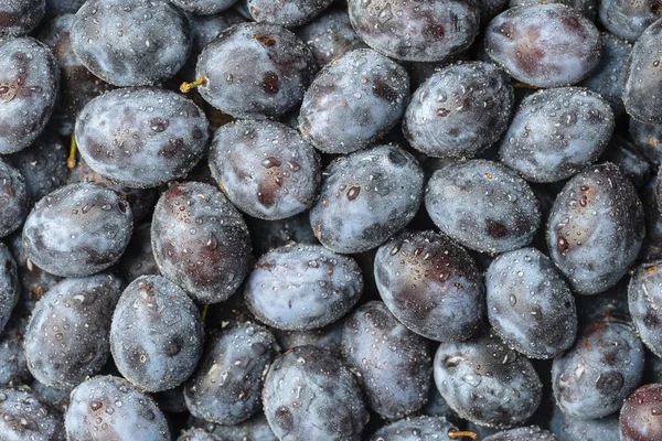 Mucha Fruta Ciruelas Azules Frescas Con Gotas Agua Textura Fondo —  Fotos de Stock