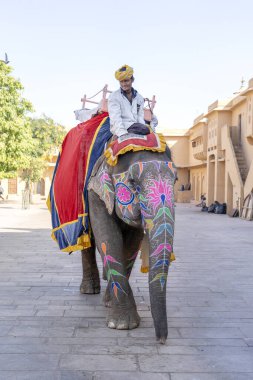 JAIPUR, INDIA - 26 Kasım 2018: Madalyalı filler eski Hindistan 'ın Rajasthan kentindeki Jaipur kentindeki Amber Kalesi' nde turistlere biniyorlar