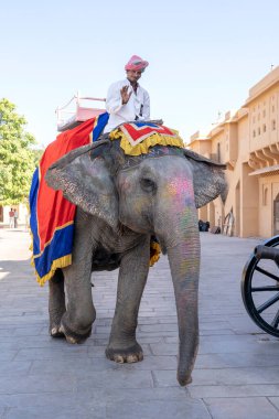 JAIPUR, INDIA - 26 Kasım 2018: Madalyalı filler eski Hindistan 'ın Rajasthan kentindeki Jaipur kentindeki Amber Kalesi' nde turistlere biniyorlar