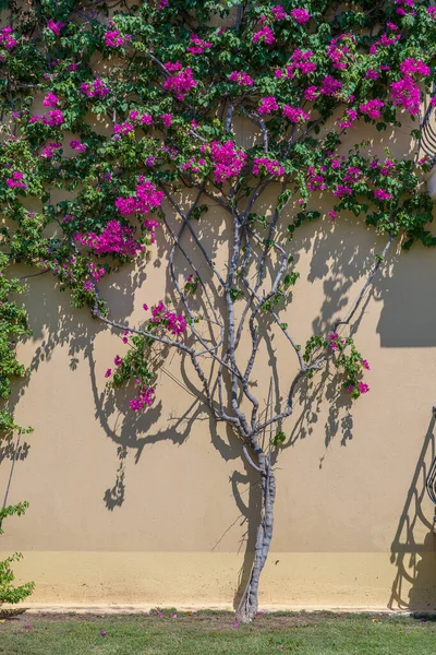 Ramen Met Balkon Gevel Met Gietijzeren Ornamenten Bloemenboom Aan Muur — Stockfoto