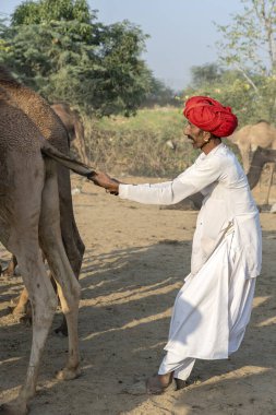 PUSHKAR, INDIA - 14 Kasım 2018: Hindistan 'ın kutsal şehri Pushkar, Rajasthan yakınlarındaki Pushkar Camel Mela sırasında Thar çölünde Hintli erkek ve sürü develeri. Bu fuar dünyanın en büyük deve ticaret fuarı.