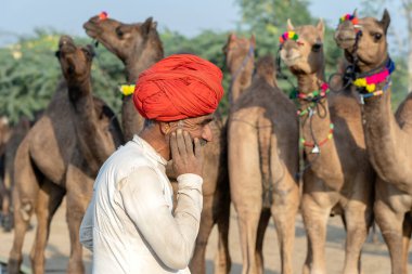 PUSHKAR, INDIA - 14 Kasım 2018: Hindistan 'ın kutsal şehri Pushkar, Rajasthan yakınlarındaki Pushkar Camel Mela sırasında Thar çölünde Hintli erkek ve sürü develeri. Bu fuar dünyanın en büyük deve ticaret fuarı.
