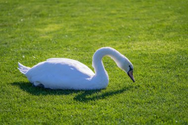 Güneşli bir günde çimenlikte yeşil çimen yiyen beyaz kuğu, yakın çekim. Kyiv, Ukrayna