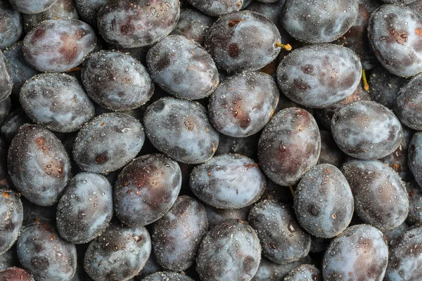 Beaucoup Prunes Bleues Fraîches Fruits Avec Des Gouttes Eau Texture — Photo