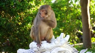 Vietnam, Danang 'daki Budist tapınağında taş bir ejderha heykelinin üzerinde oturan vahşi bir maymunun portresi. Kapat.