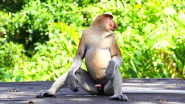 Borneo, Malezya 'nın yağmur ormanlarındaki vahşi hortumlu maymun ya da Nasalis larvası, yaklaşın.