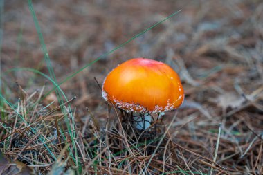 Vahşi ormanda güzel bir sineklik. Sonbahar günü zehirli mantar, yakın çekim. Ukrayna