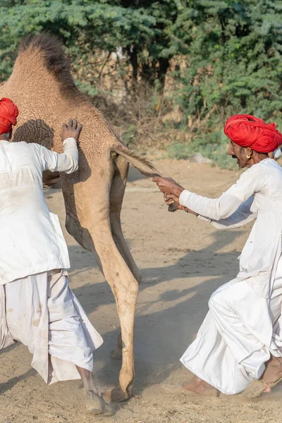 Pushkar India November 2018 Indiase Mannen Kudde Kamelen Woestijn Thar — Stockfoto