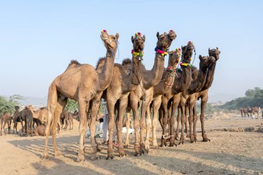 PUSHKAR, INDIA - 14 Kasım 2018: Hindistan 'ın kutsal şehri Pushkar, Rajasthan yakınlarındaki Pushkar Camel Mela sırasında Thar çölünde Hintli erkek ve sürü develeri. Bu fuar dünyanın en büyük deve ticaret fuarı.