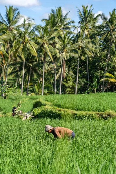 Ubud Bali Indonesia March 2019 Old Male Farmer Straw Hat — Stock Photo, Image