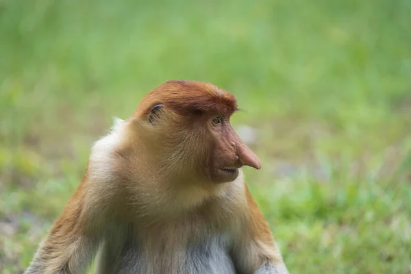 보시스 원숭이 Proboscis Monkey 리스라 부투스 Nasalis Larvatus 말레이시아 보르네 — 스톡 사진
