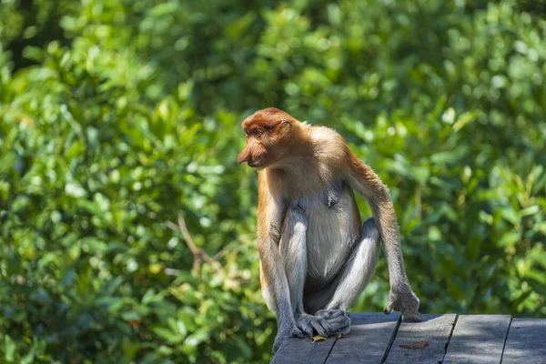 Vadon Élő Proboscis Majom Vagy Nasalis Larvatus Család Borneo Sziget — Stock Fotó