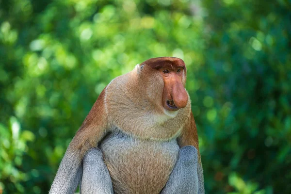 Famiglia Scimmie Proboscide Selvatiche Nasalis Larvatus Nella Foresta Pluviale Dell — Foto Stock