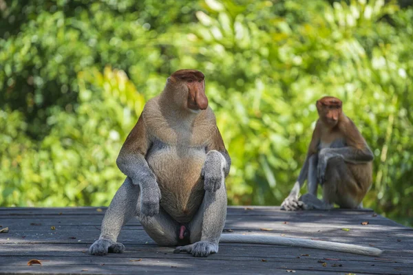 Rodzina Dzikich Małp Proboscis Lub Nasalis Larvatus Lesie Deszczowym Wyspy — Zdjęcie stockowe