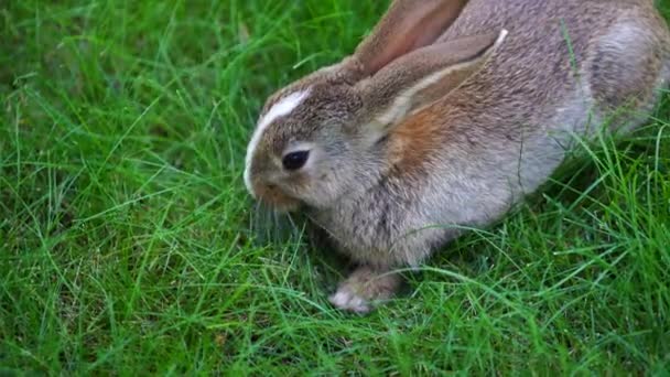 Joven Conejo Lindo Sobre Hierba Verde Comiendo Cerca Concepto Animales — Vídeos de Stock