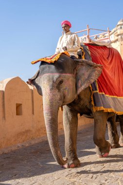 JAIPUR, INDIA - 26 Kasım 2018: Madalyalı filler eski Hindistan 'ın Rajasthan kentindeki Jaipur kentindeki Amber Kalesi' nde turistlere biniyorlar