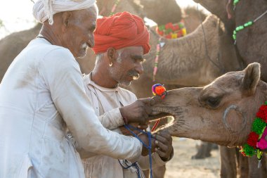 PUSHKAR, INDIA - 14 Kasım 2018: Hindistan 'ın kutsal şehri Pushkar, Rajasthan yakınlarındaki Pushkar Camel Mela sırasında Thar çölünde Hintli erkek ve sürü develeri. Bu fuar dünyanın en büyük deve ticaret fuarı.