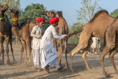PUSHKAR, INDIA - 14 Kasım 2018: Hindistan 'ın kutsal şehri Pushkar, Rajasthan yakınlarındaki Pushkar Camel Mela sırasında Thar çölünde Hintli erkek ve sürü develeri. Bu fuar dünyanın en büyük deve ticaret fuarı.