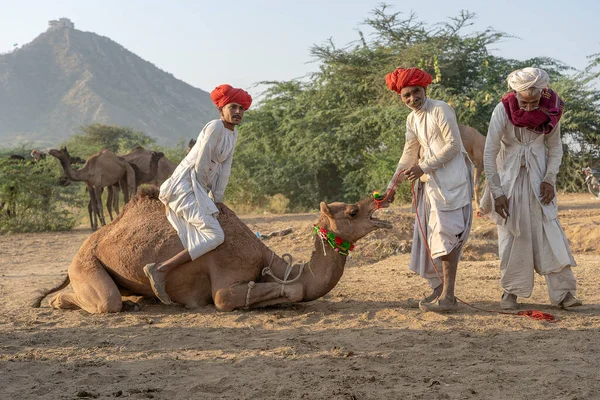 Pushkar Indien November 2018 Indische Männer Und Kamelherden Der Wüste — Stockfoto