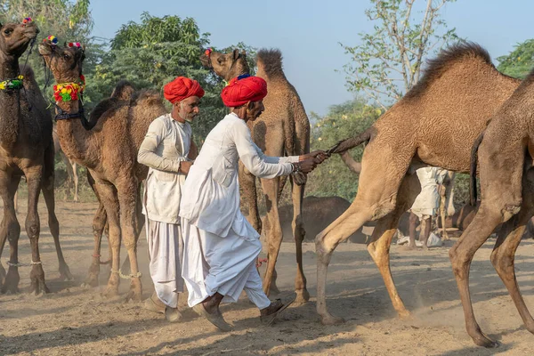 Pushkar India Noviembre 2018 Hombres Indios Camellos Manada Desierto Thar —  Fotos de Stock