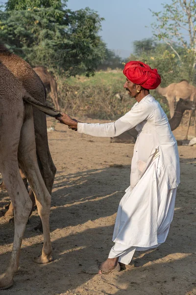 Pushkar India Noviembre 2018 Hombres Indios Camellos Manada Desierto Thar —  Fotos de Stock