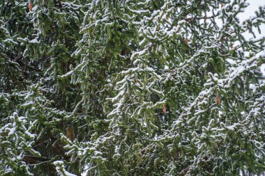 Kış parkında, Ukrayna 'da çam ağacı dallarında kar. Ağaçları karla kaplı kış ormanı. Sakin kış doğası