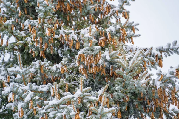 松の木の冠のコーン 冬に松繭を閉じます — ストック写真
