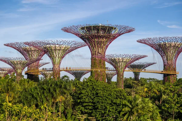 Singapur Miasto Singapur Luty 2020 Kolorowe Superdrzewa Ogrodach Nad Zatoką — Zdjęcie stockowe