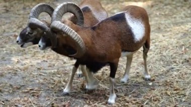 Yazın vahşi koçlar ormanda dinlenir, yakınlaşırlar. Hayvanlar ve doğa kavramı. Ukrayna