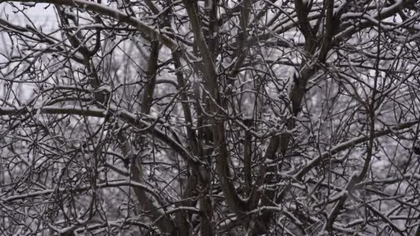 Copos Nieve Cayendo Invierno Fondo Oscuro Árbol Ucrania Copos Nieve — Vídeo de stock